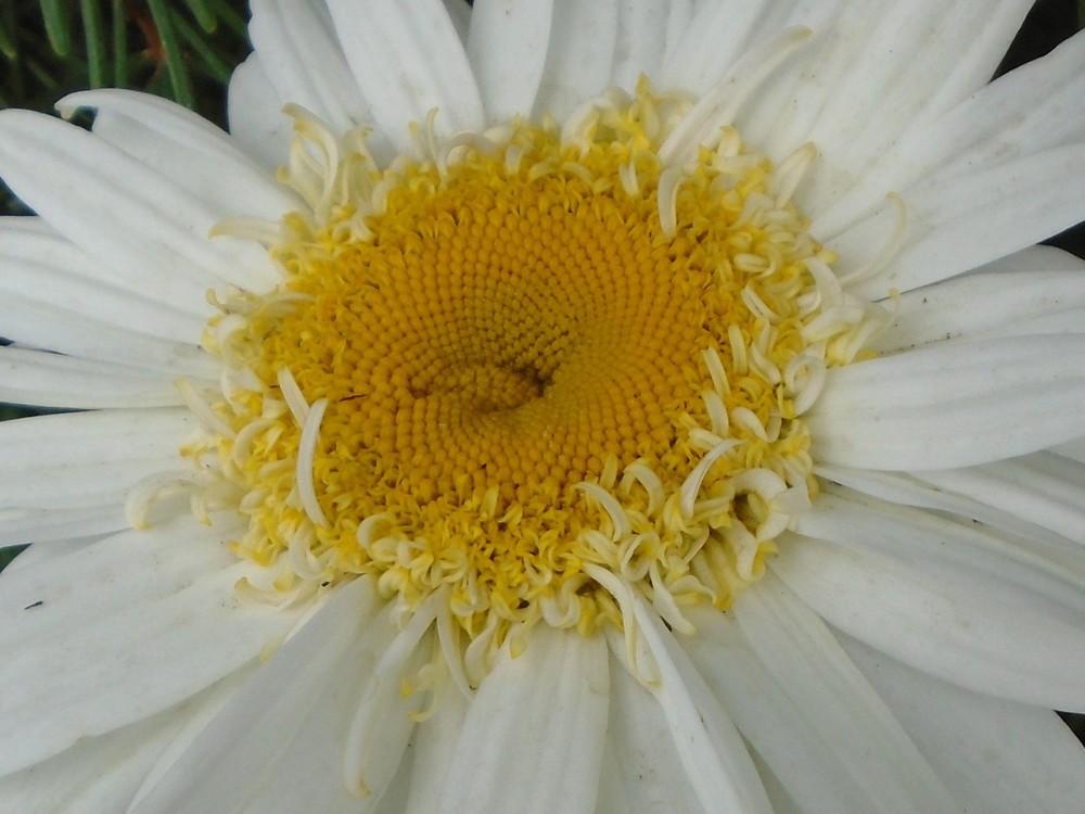Photo of Shasta Daisy (Leucanthemum 'Real Glory') uploaded by Paul2032