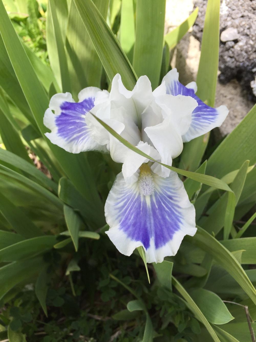 Photo of Standard Dwarf Bearded Iris (Iris 'Big Blue Eyes') uploaded by SkirtGardener