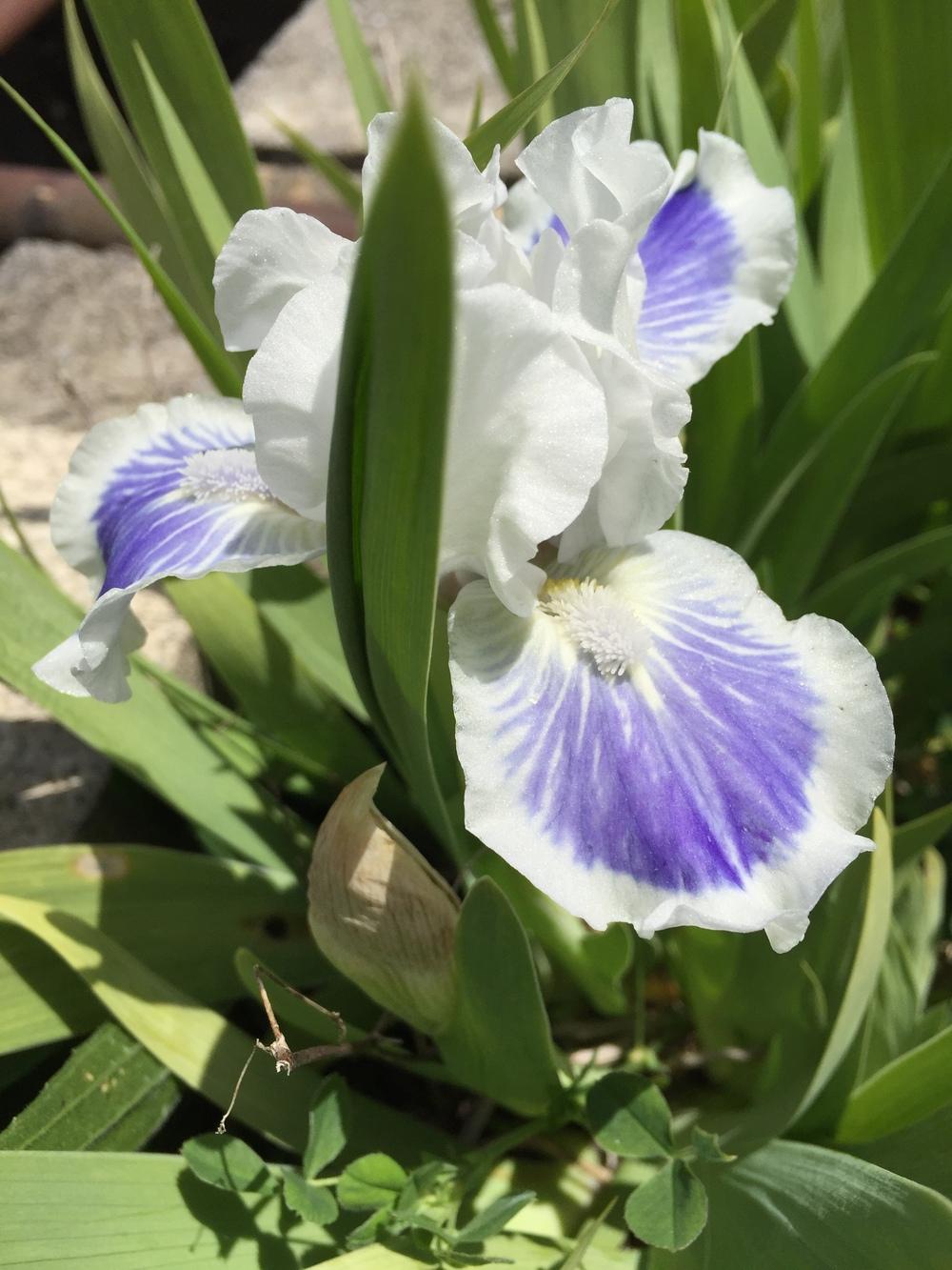 Photo of Standard Dwarf Bearded Iris (Iris 'Big Blue Eyes') uploaded by SkirtGardener