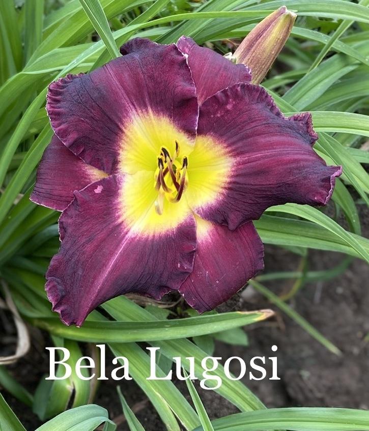 Photo of Daylily (Hemerocallis 'Bela Lugosi') uploaded by amberjewel