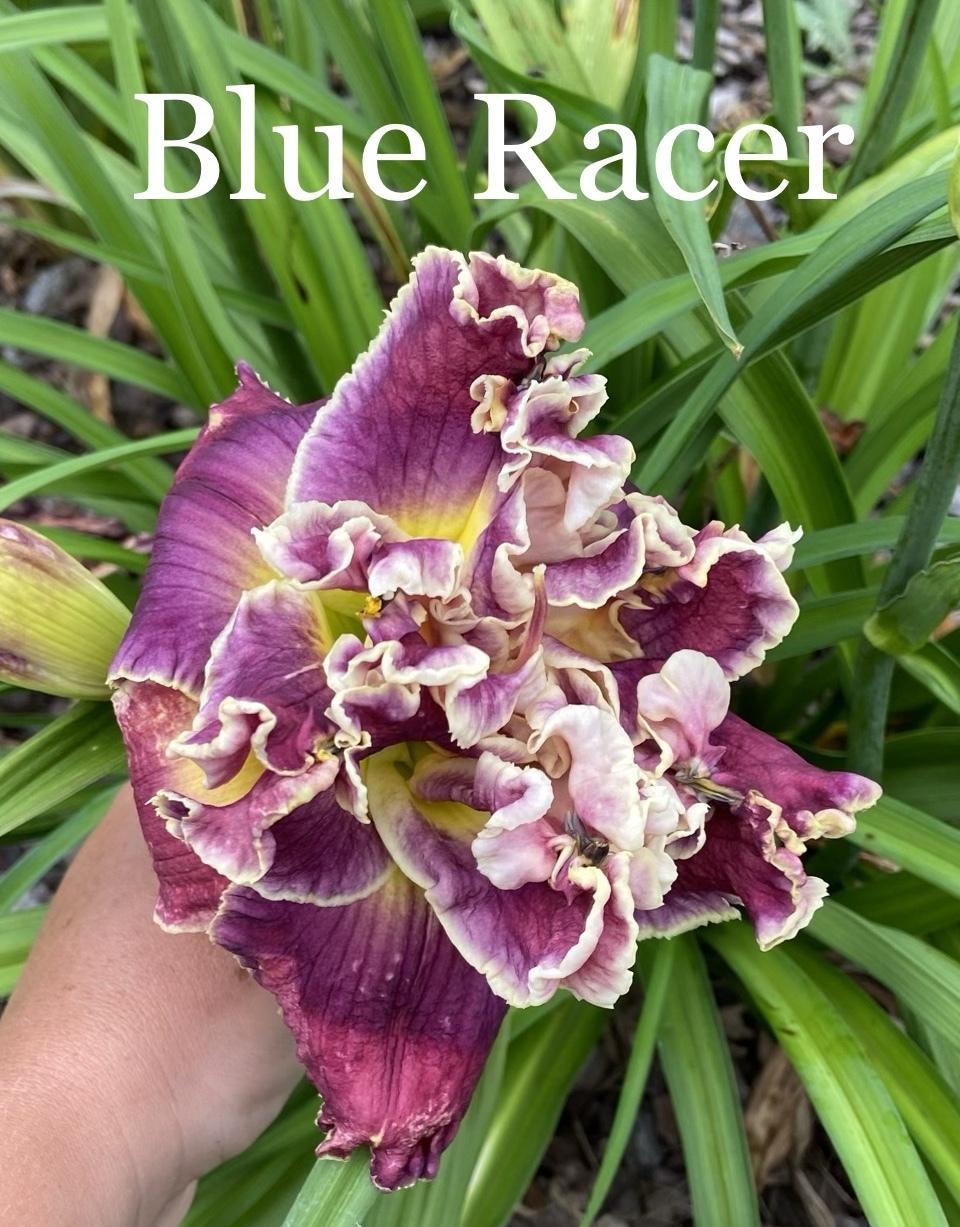 Photo of Daylily (Hemerocallis 'Blue Racer') uploaded by amberjewel
