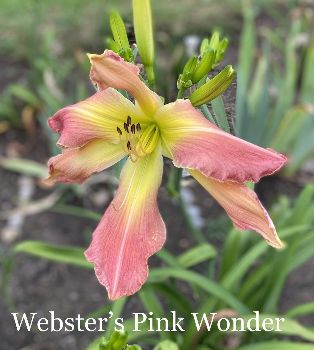 Photo of Daylily (Hemerocallis 'Webster's Pink Wonder') uploaded by amberjewel