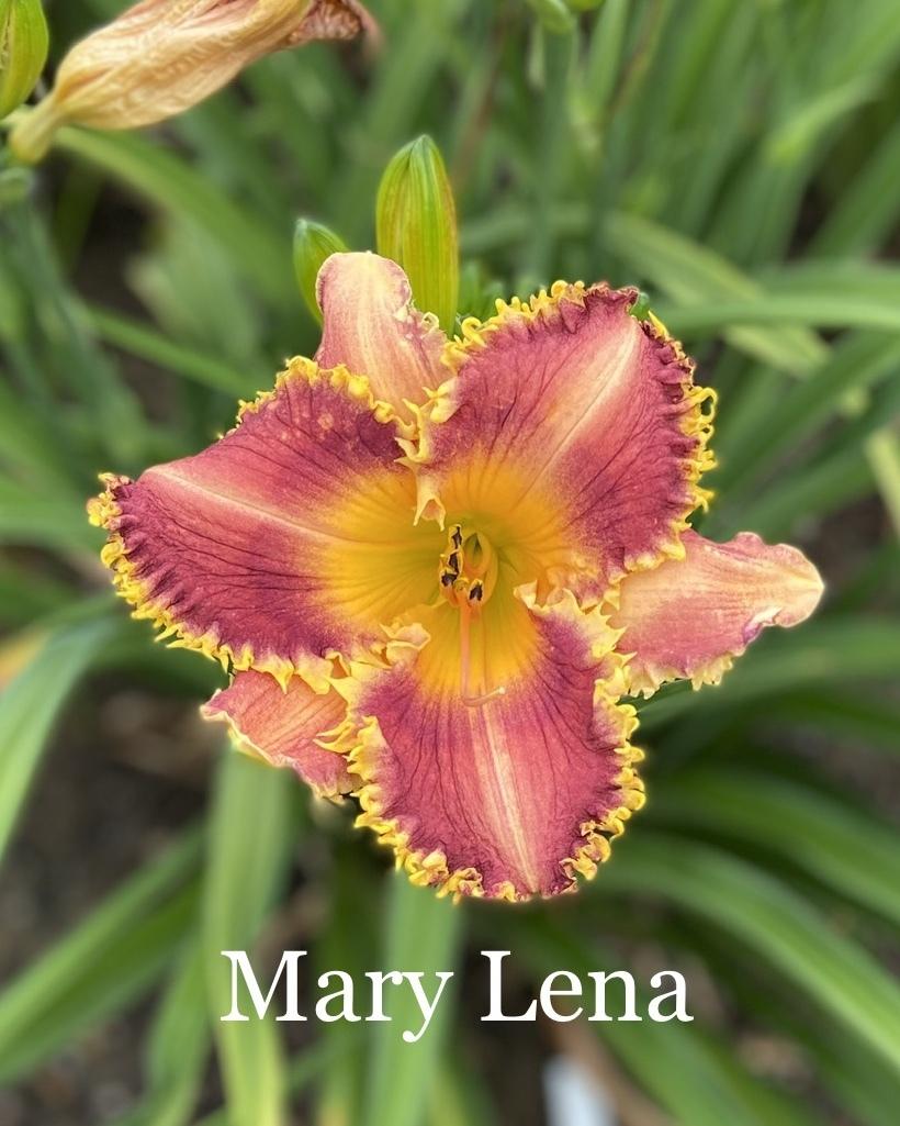 Photo of Daylily (Hemerocallis 'Mary Lena') uploaded by amberjewel