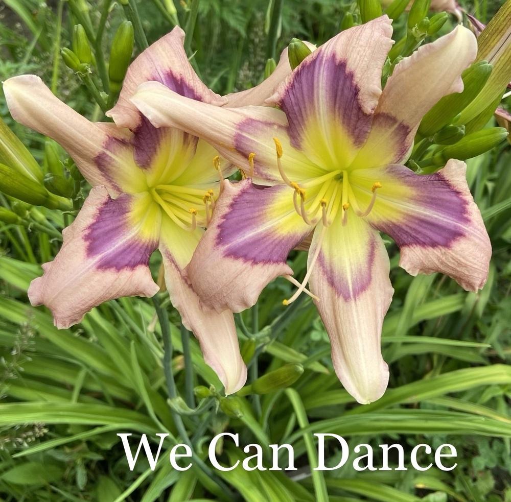 Photo of Daylily (Hemerocallis 'We Can Dance') uploaded by amberjewel