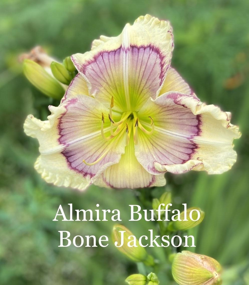 Photo of Daylily (Hemerocallis 'Almira Buffalo Bone Jackson') uploaded by amberjewel
