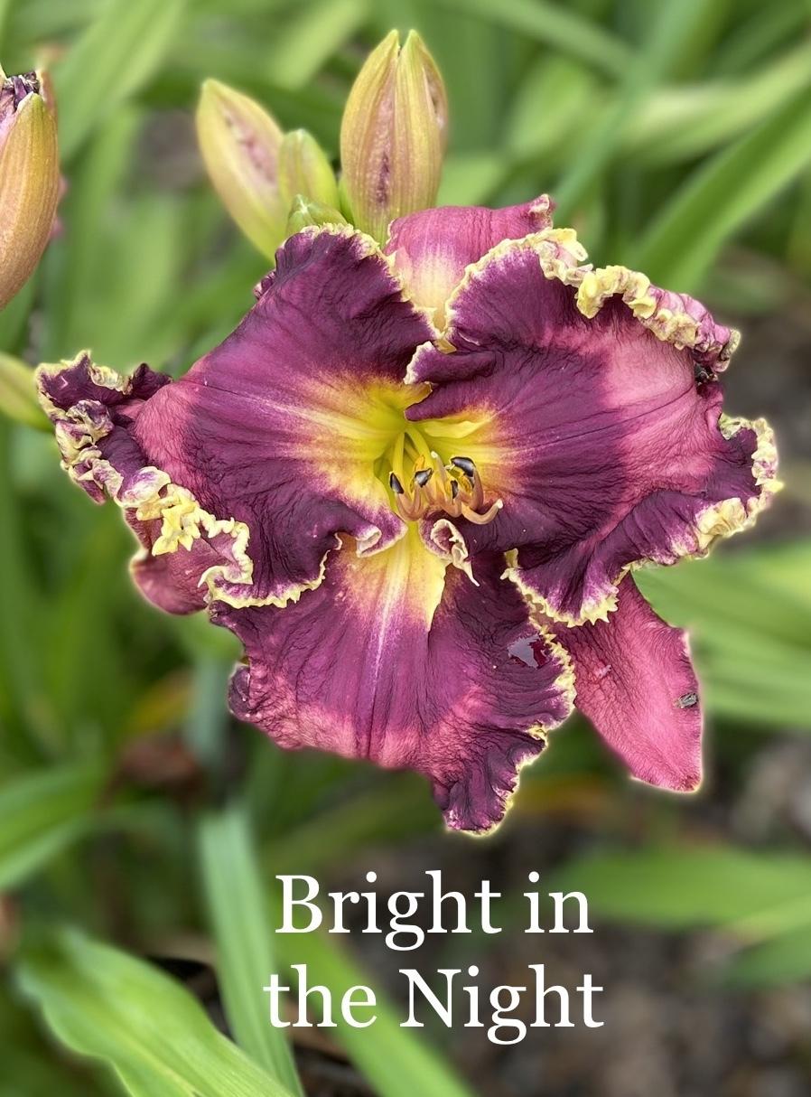 Photo of Daylily (Hemerocallis 'Bright in the Night') uploaded by amberjewel