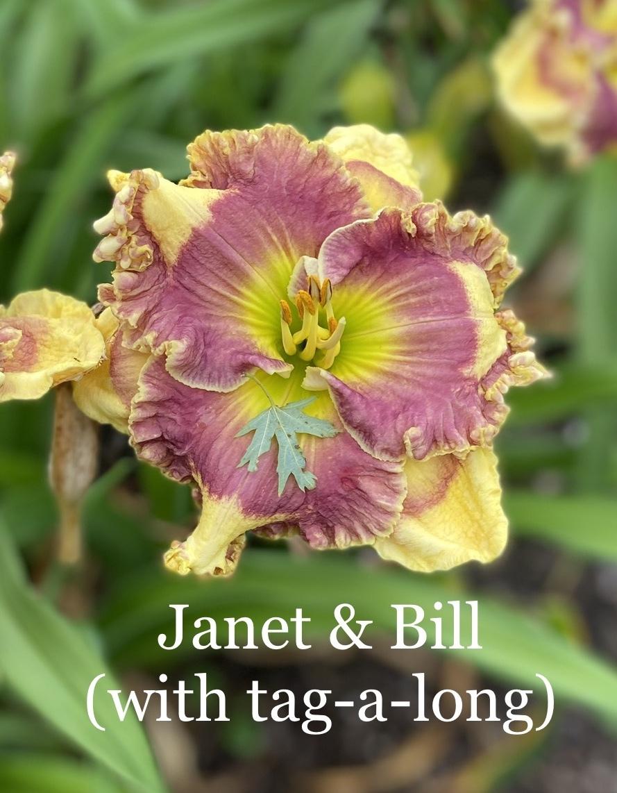 Photo of Daylily (Hemerocallis 'Janet and Bill') uploaded by amberjewel