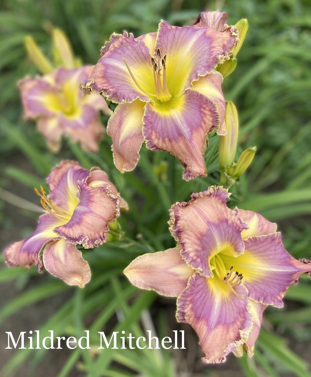 Photo of Daylily (Hemerocallis 'Mildred Mitchell') uploaded by amberjewel