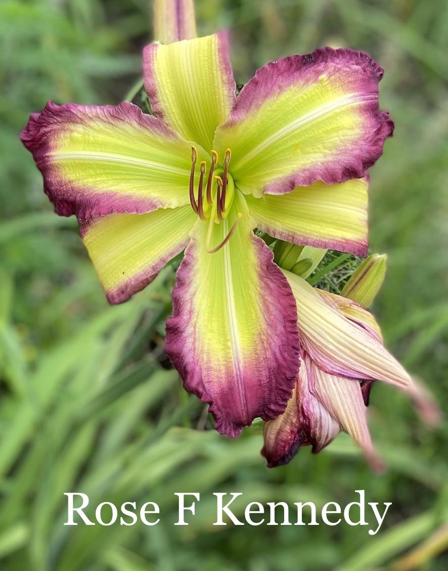 Photo of Daylily (Hemerocallis 'Rose F. Kennedy') uploaded by amberjewel