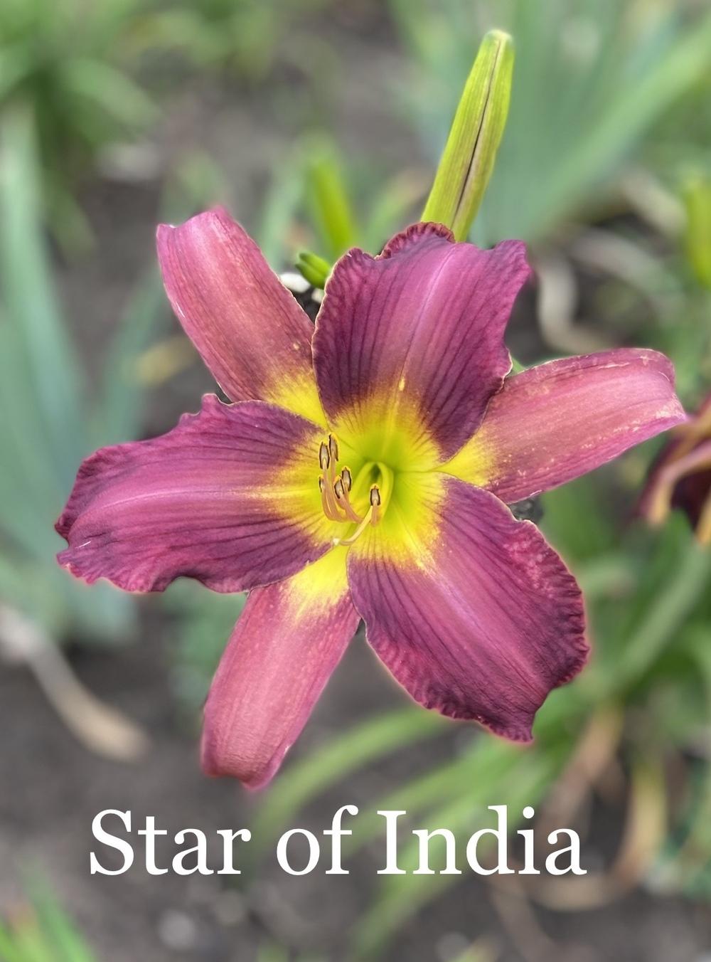 Photo of Daylily (Hemerocallis 'Star of India') uploaded by amberjewel