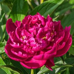Location: Peony Garden at Nichols Arboretum, Ann Arbor, Michigan
Date: 2017-06-03
Not every blooms affords even the modest glimpse of stamens seen 