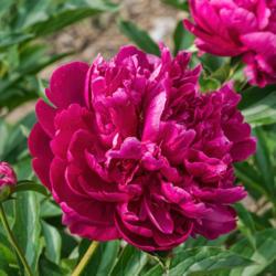 Location: Peony Garden at Nichols Arboretum, Ann Arbor, Michigan
Date: 2017-06-03
Blooms tend to be loose and rather disorganized in form
