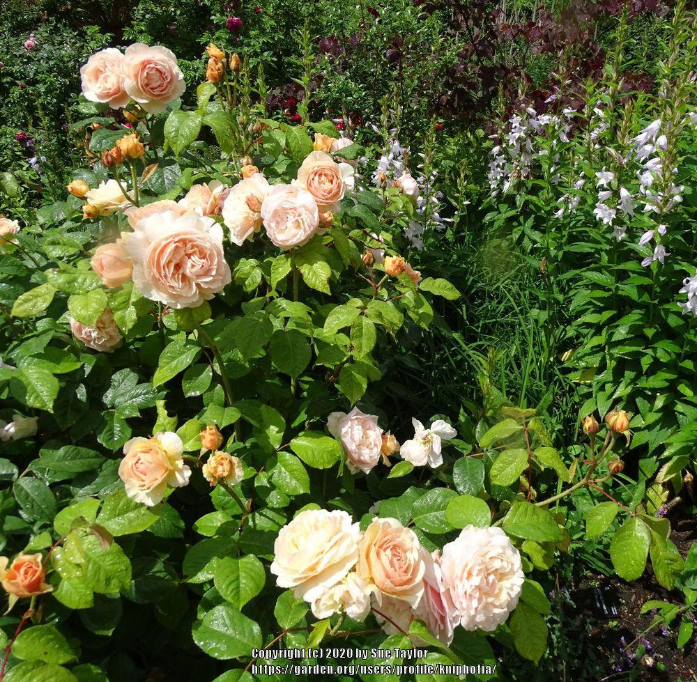 Photo of Rose (Rosa 'Sweet Juliet') uploaded by kniphofia
