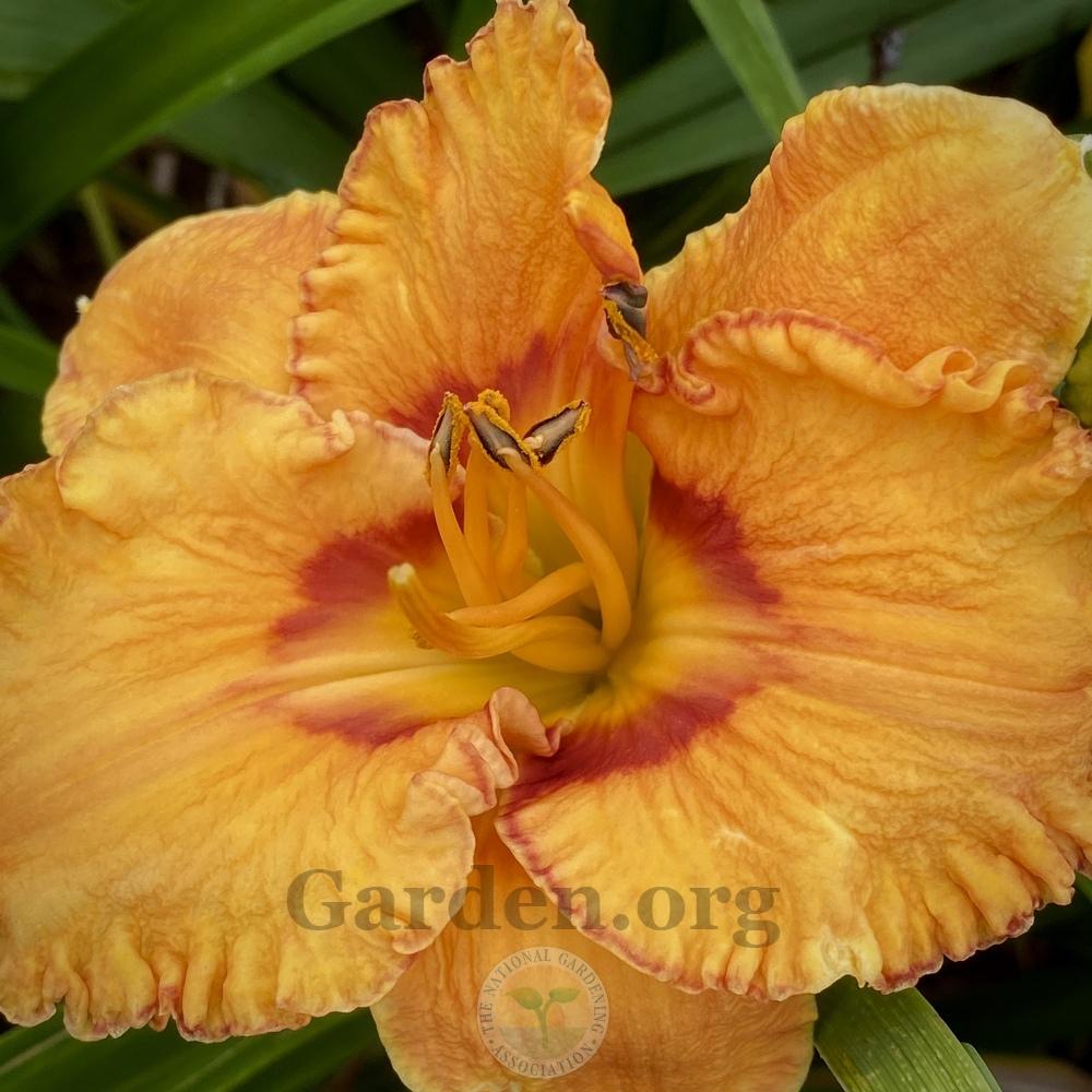 Photo of Daylily (Hemerocallis 'Cajun Dreaming') uploaded by springcolor