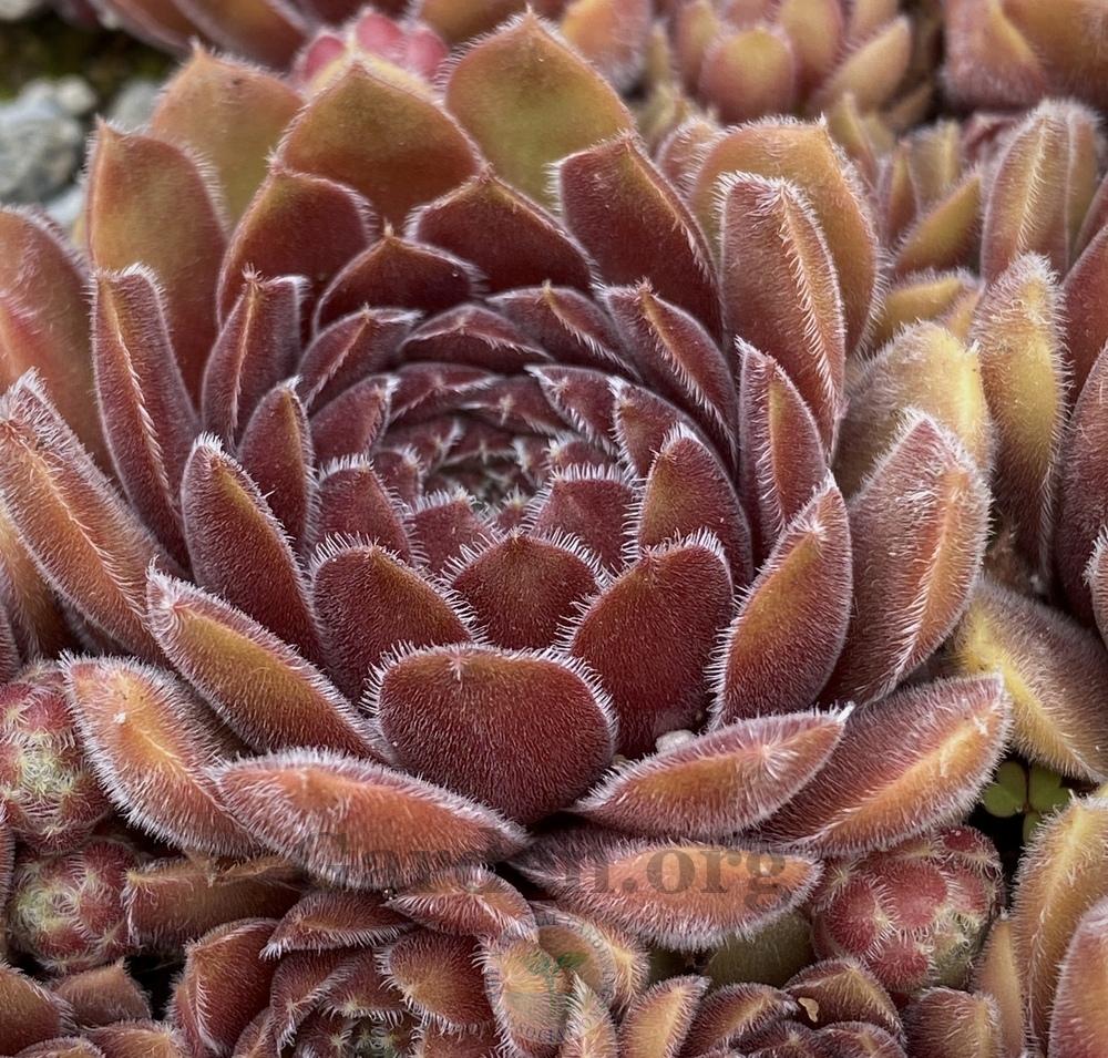 Photo of Hen and Chicks (Sempervivum 'Niphetos') uploaded by springcolor