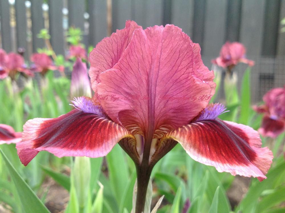 Photo of Standard Dwarf Bearded Iris (Iris 'Cat's Eye') uploaded by AndreaBalazs