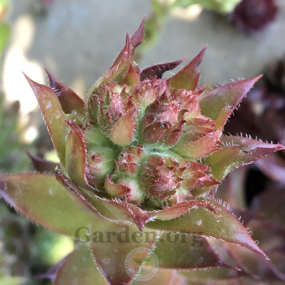 Photo of Hen and Chick (Sempervivum 'Positively Glowing') uploaded by BlueOddish