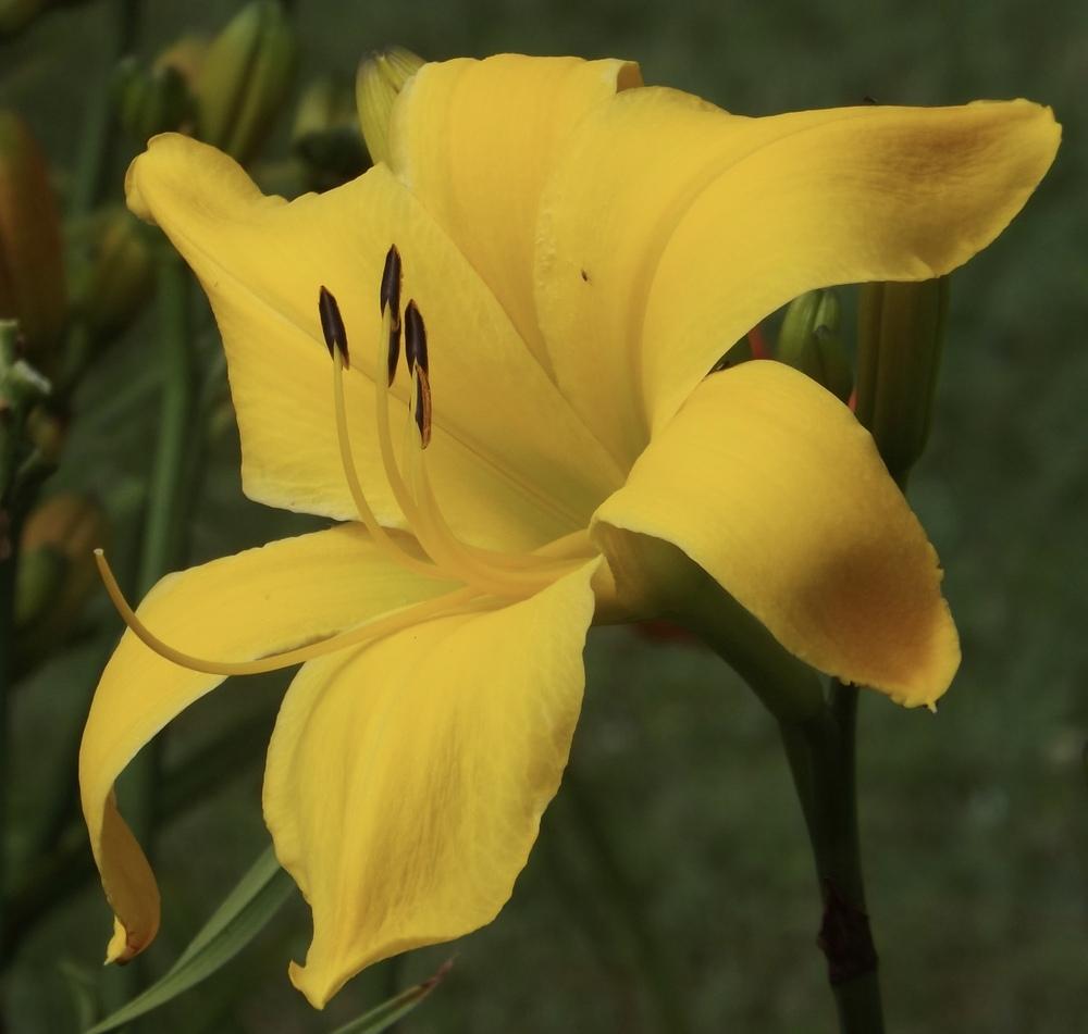Photo of Daylily (Hemerocallis 'Goldner's Bouquet') uploaded by Curlycollards