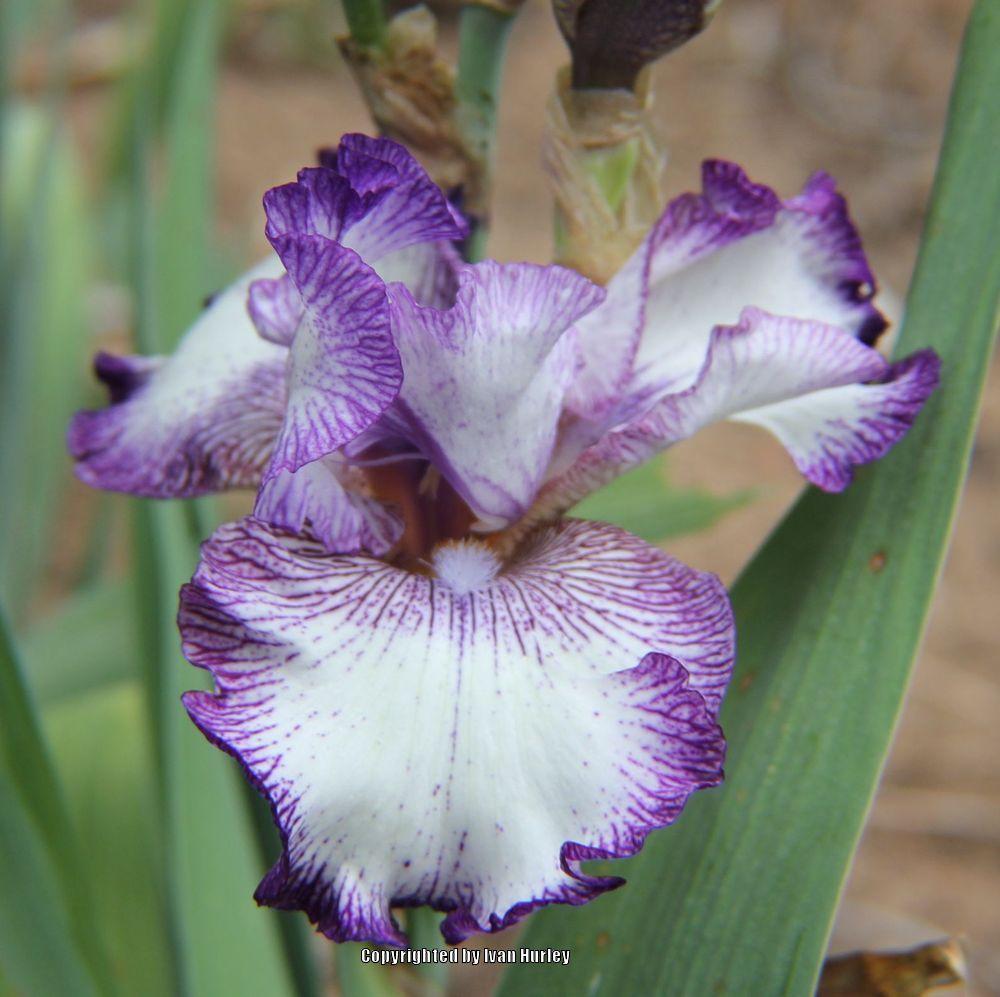Photo of Tall Bearded Iris (Iris 'Double Shot') uploaded by Ivan_N_Tx