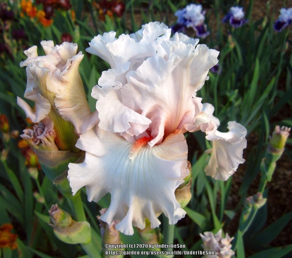 Photo of Tall Bearded Iris (Iris 'Head Over Heels') uploaded by UndertheSun