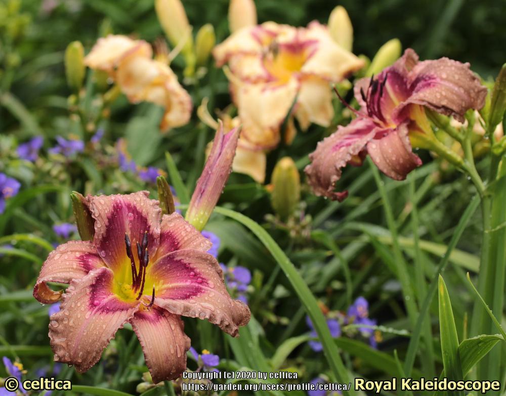 Photo of Daylily (Hemerocallis 'Royal Kaleidoscope') uploaded by celtica