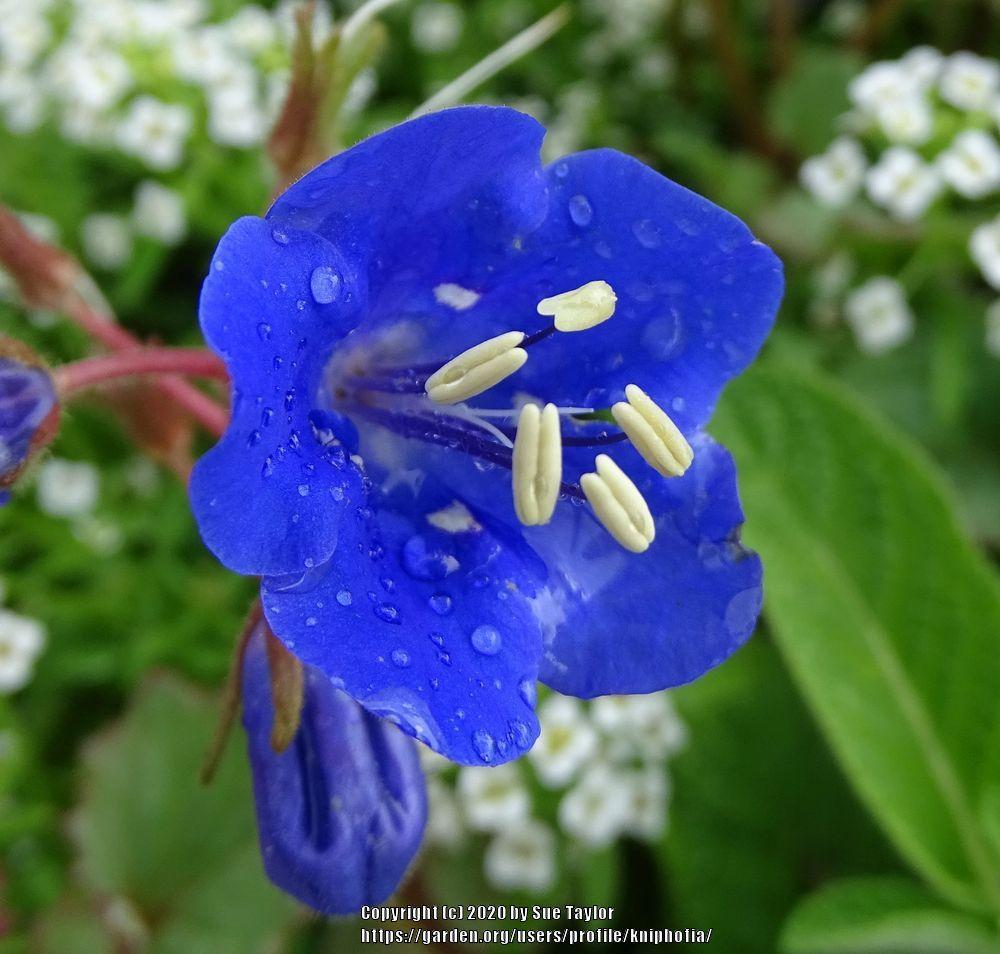 Photo of California Bluebells (Phacelia campanularia) uploaded by kniphofia