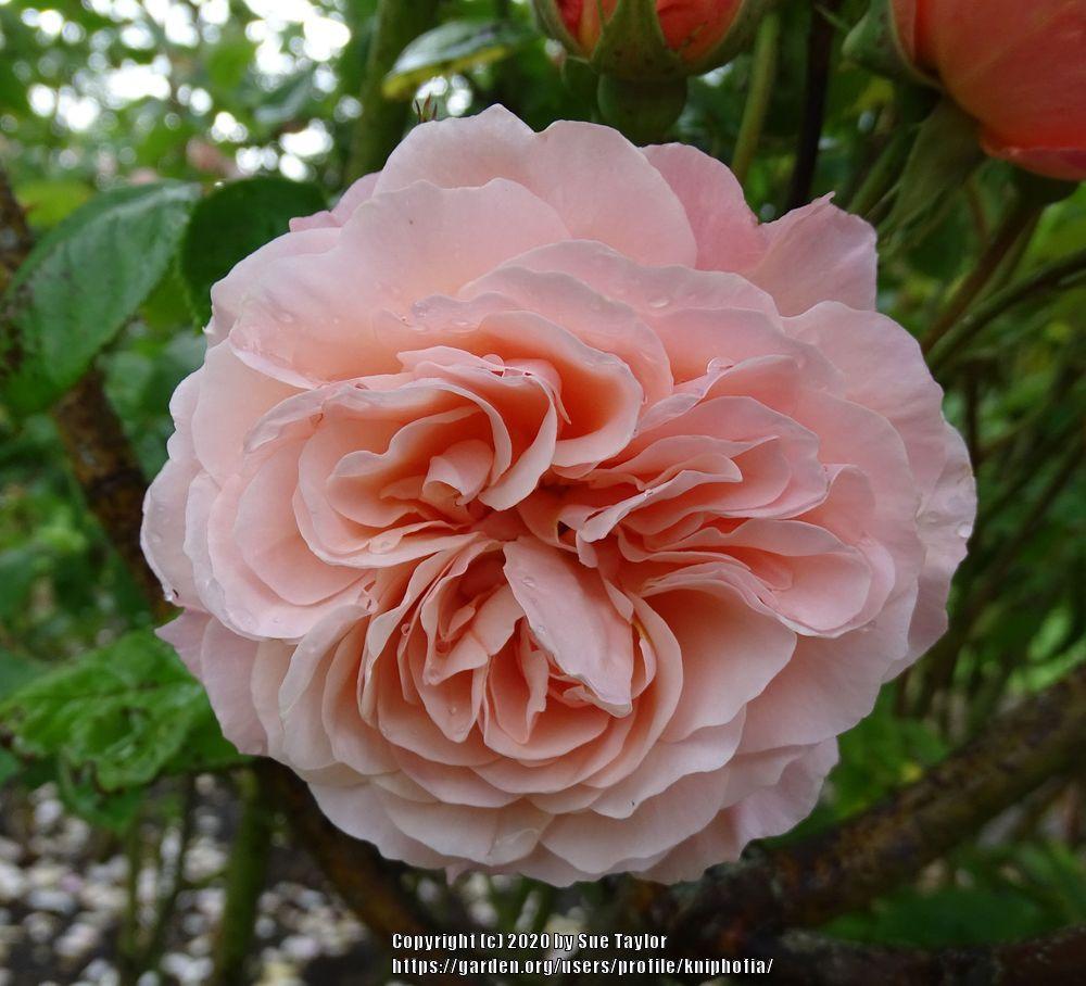 Photo of English Shrub Rose (Rosa 'Leander') uploaded by kniphofia