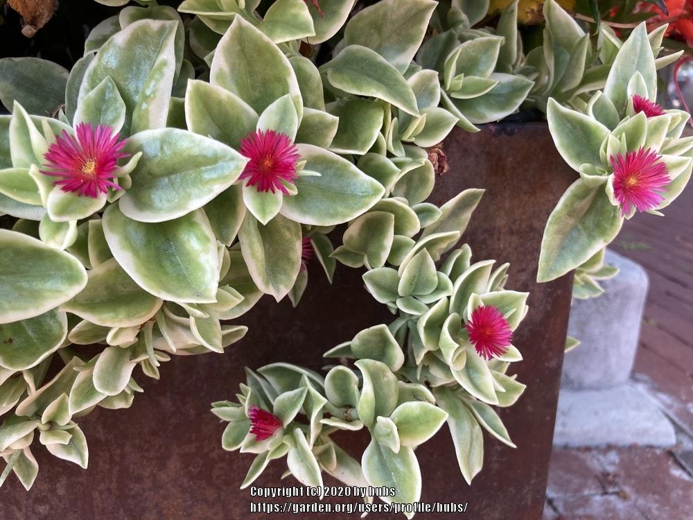 Photo of Baby Sunrose (Mesembryanthemum Mezoo™ Trailing Red) uploaded by bubs