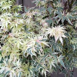 Location: in my Johnny's front garden
Date: spring, 2916
Acer palmatum 'Butterfly'
