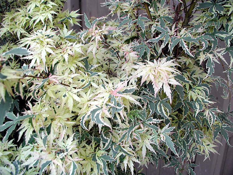 Photo of Japanese Maple (Acer palmatum 'Butterfly') uploaded by jathton