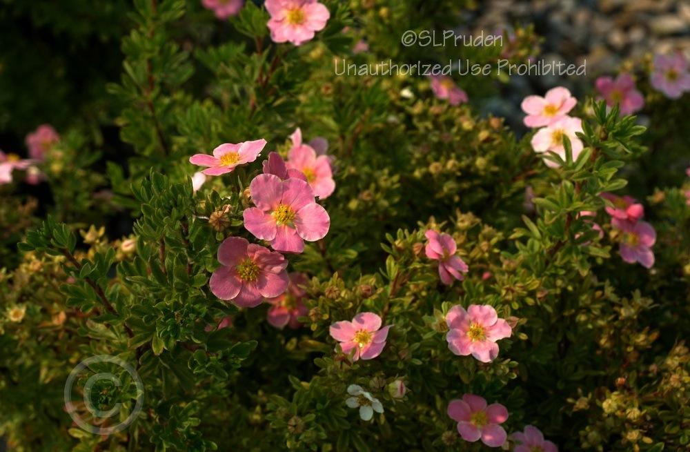 Photo of Cinquefoil (Dasiphora fruticosa 'Pink Beauty') uploaded by DaylilySLP