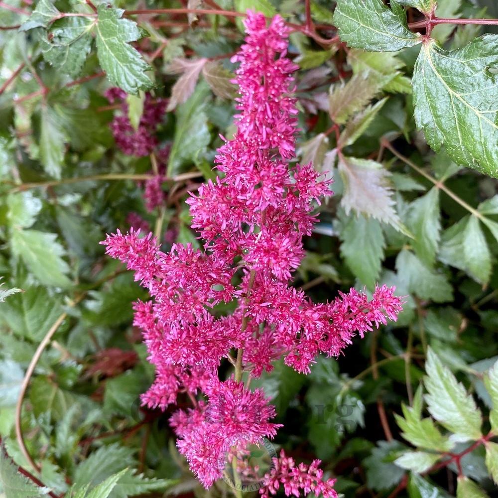 Photo of Astilbe 'Fanal' uploaded by Patty