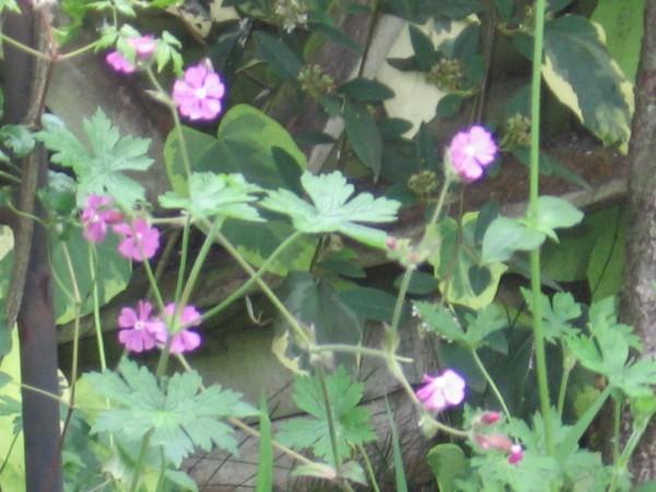 Photo of English Maiden (Silene dioica) uploaded by Yorkshirelass