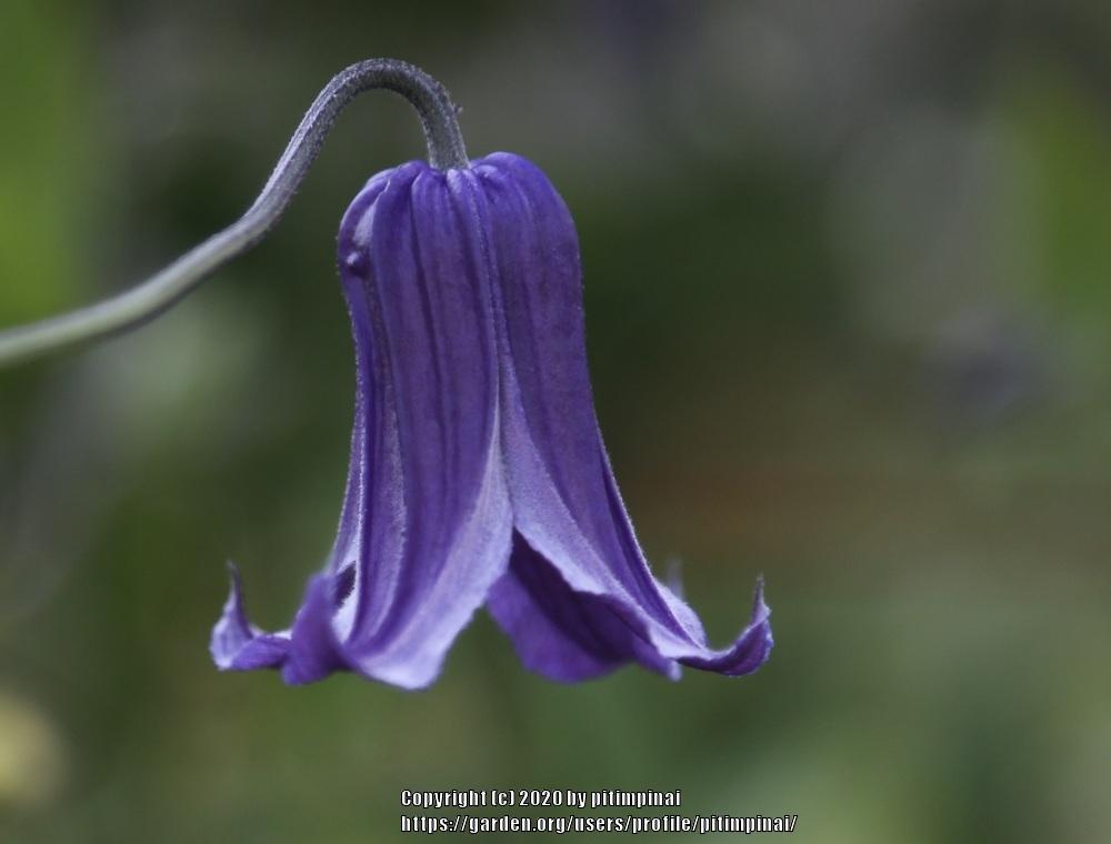 Photo of Clematis 'Roguchi' uploaded by pitimpinai