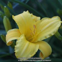 Location: Chicago
Date: 2020-07-04
The only daylily I keep in my garden.
