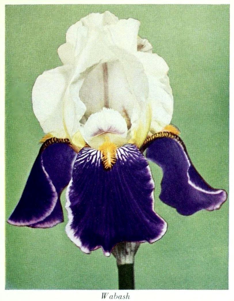 Photo of Tall Bearded Iris (Iris 'Wabash') uploaded by scvirginia