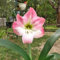 Location: Oberlin louisiana
Date: 2020-03-28
Cherry blossom amaryllis in full bloom