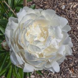 Location: Peony Garden at Nichols Arboretum, Ann Arbor, Michigan
Date: 2019-06-18
Top view of Elsa Sass peony