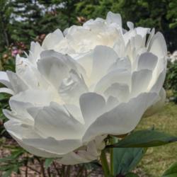 Location: Peony Garden at Nichols Arboretum, Ann Arbor, Michigan
Date: 2019-06-18
Side view of Elsa Sass peony