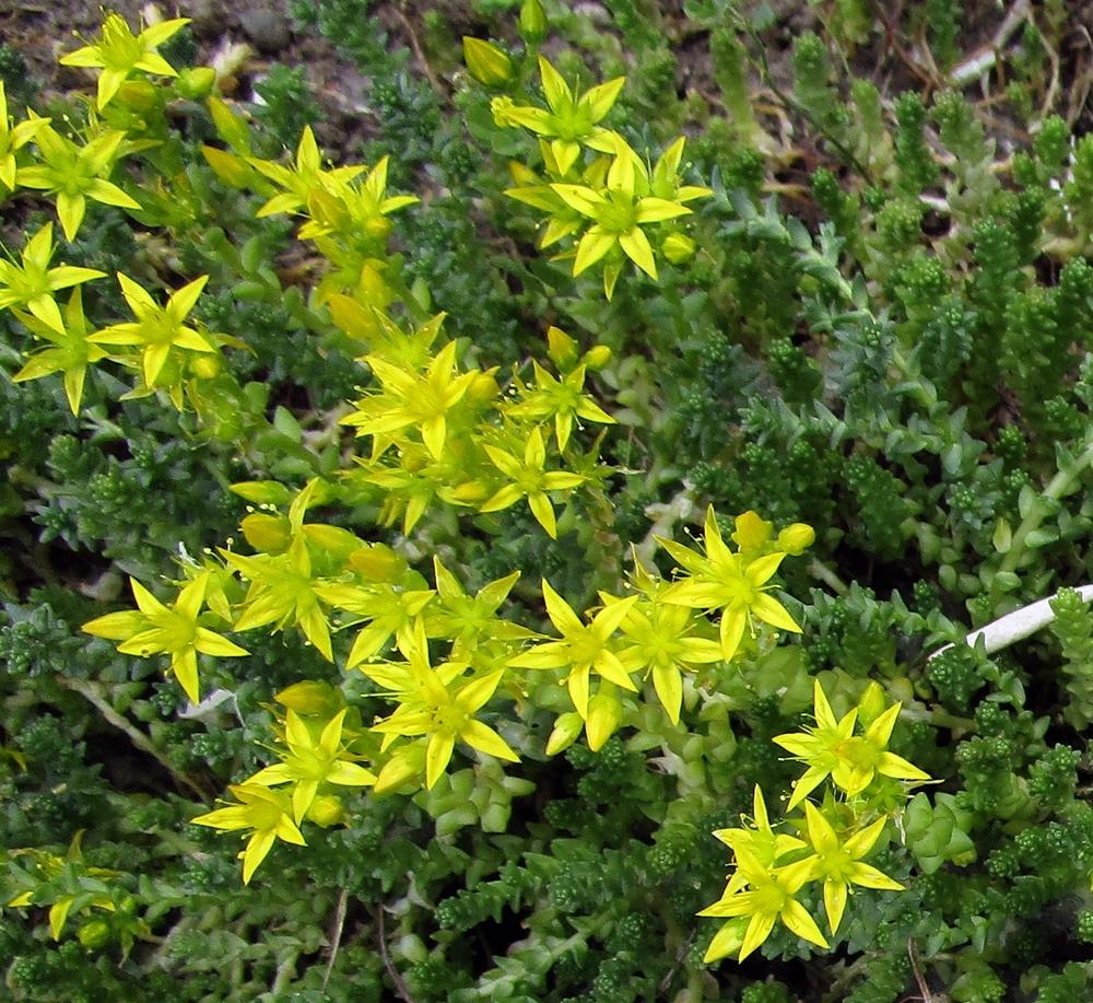 Photo of Goldmoss Stonecrop (Sedum acre) uploaded by lauribob