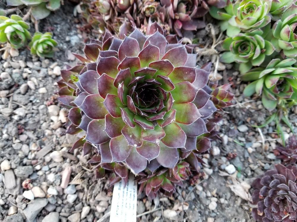 Photo of Hen and Chicks (Sempervivum 'Black') uploaded by Chicklady
