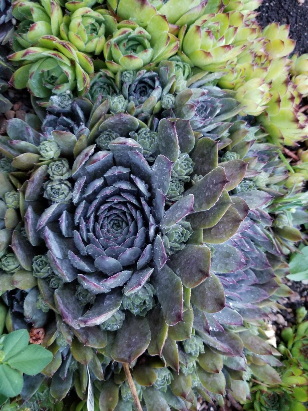 Photo of Hen and Chicks (Sempervivum 'Blue Boy') uploaded by Chicklady