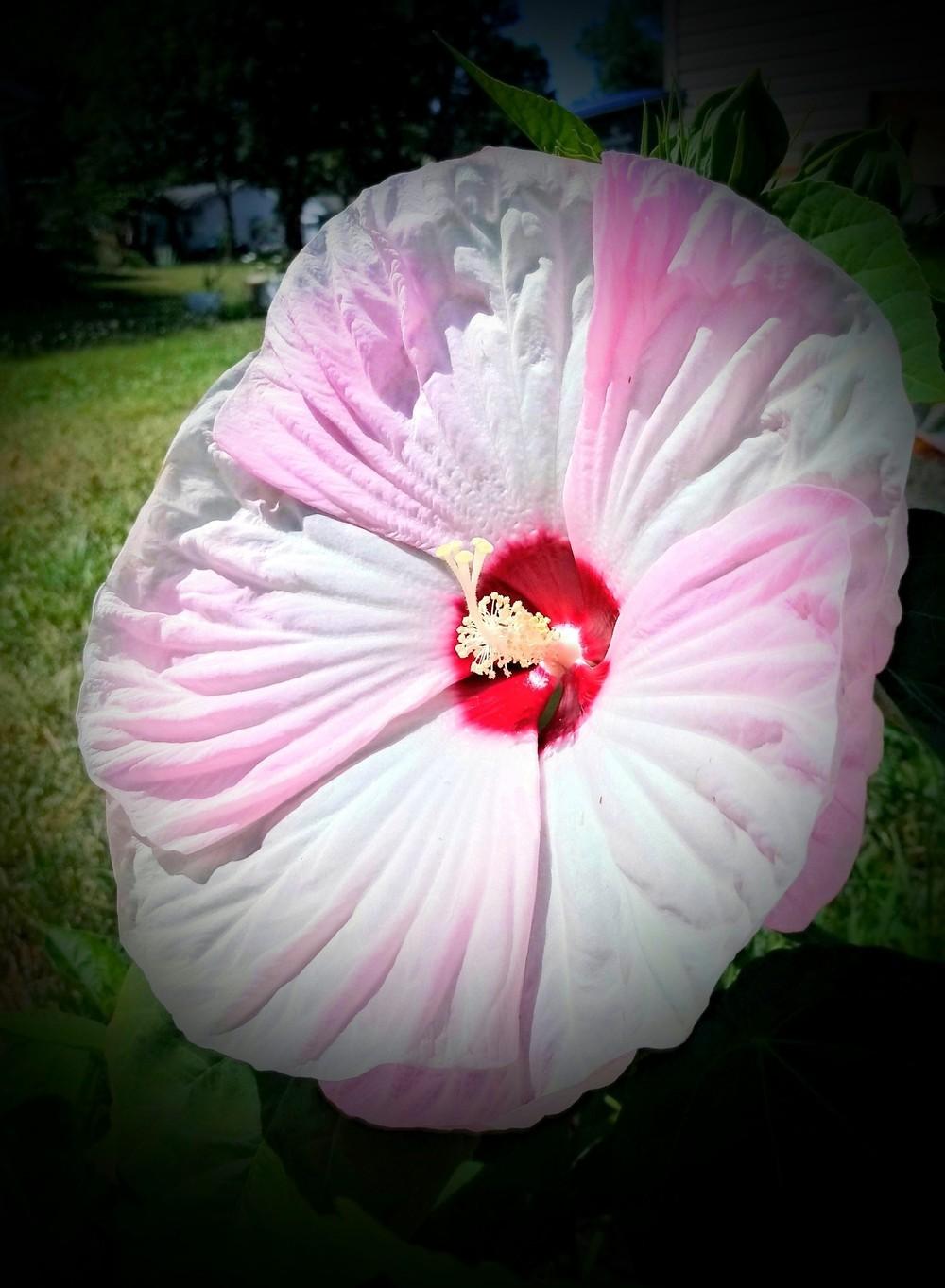 Photo of Hybrid Hardy Hibiscus (Hibiscus Luna™ Pink Swirl) uploaded by JayZeke