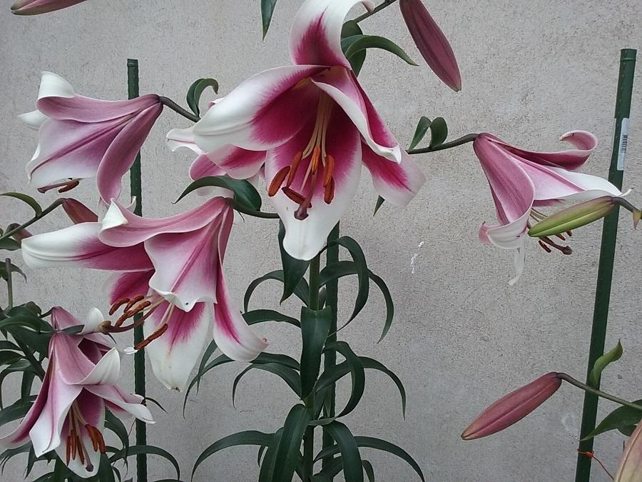 Photo of Lily (Lilium 'Friso') uploaded by Lucius93