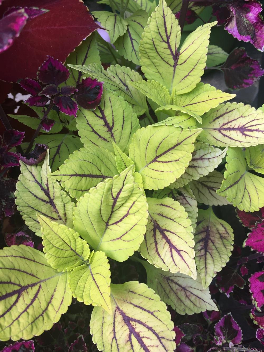 Photo of Coleus (Coleus scutellarioides 'Gay's Delight') uploaded by WhistlingWisteria
