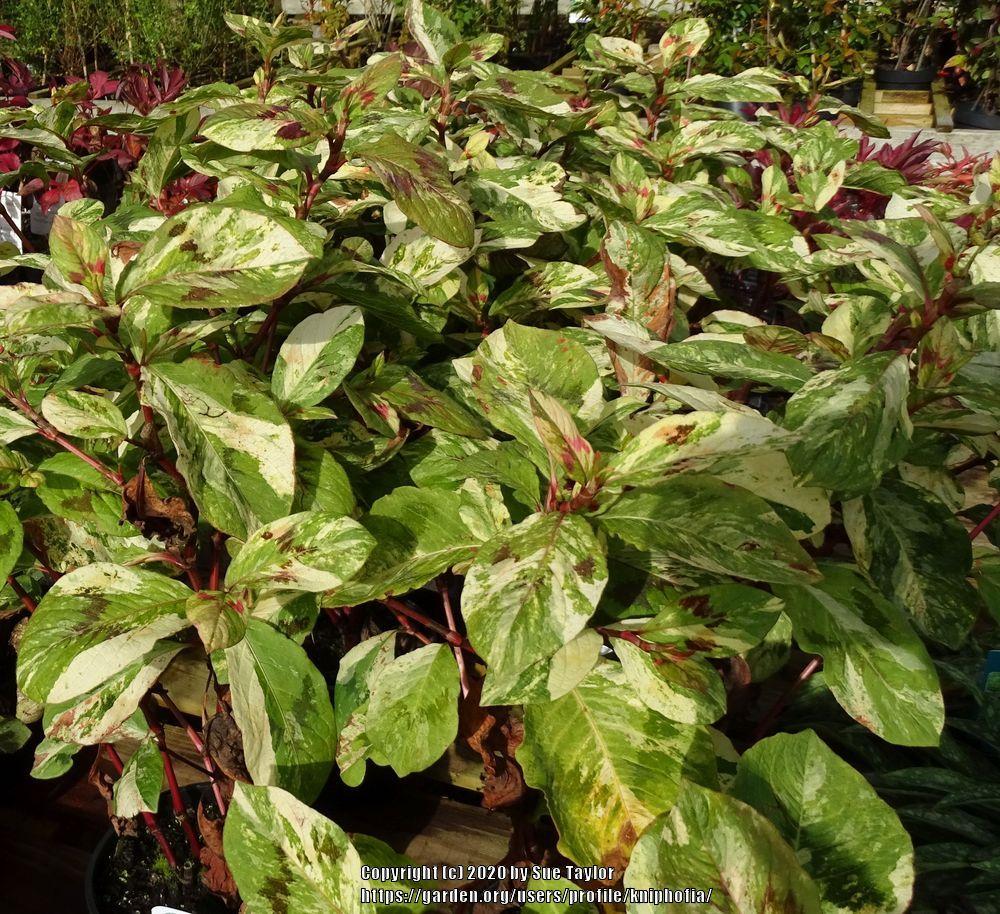 Photo of Variegated Knotweed (Persicaria virginiana 'Painter's Palette') uploaded by kniphofia