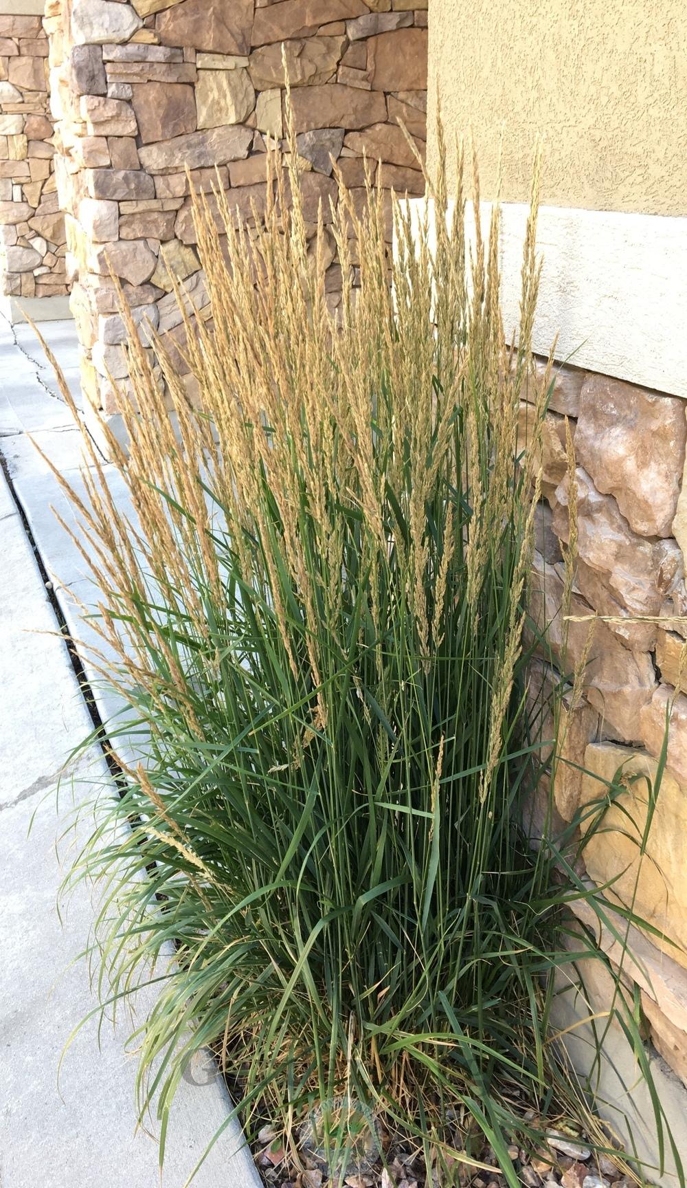 Photo of Feather Reed Grass (Calamagrostis x acutiflora 'Karl Foerster') uploaded by BlueOddish