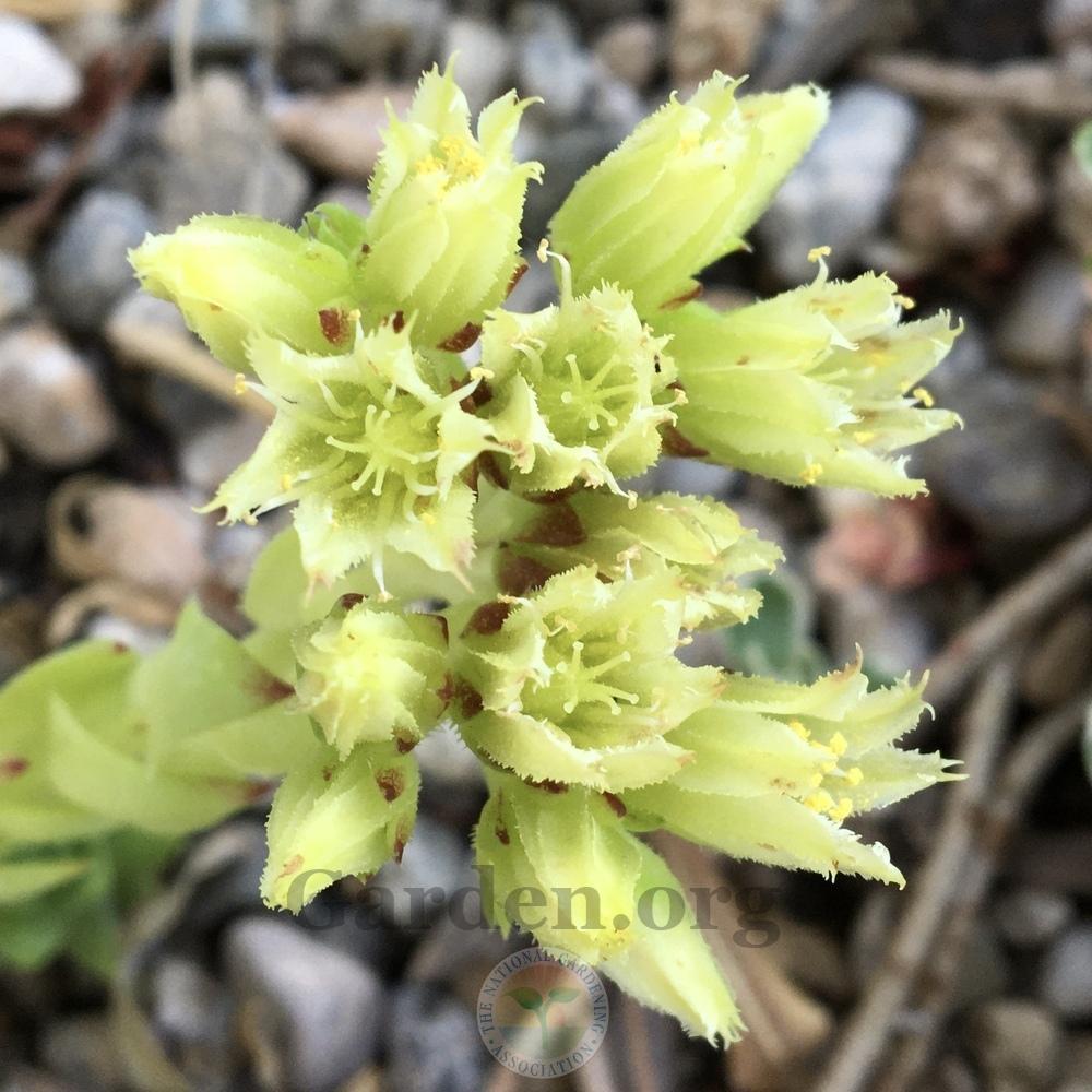 Photo of Rollers (Sempervivum globiferum 'Emerald Spring') uploaded by BlueOddish