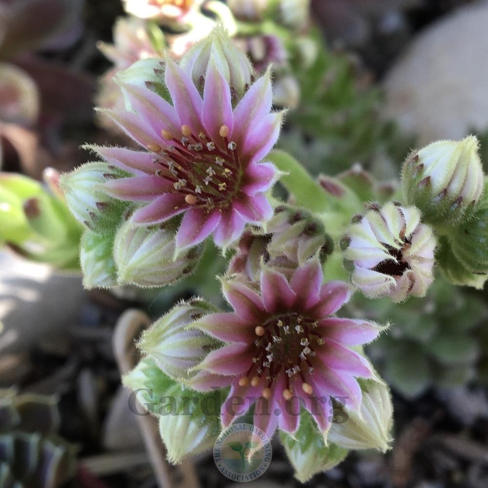 Photo of Hen and Chicks (Sempervivum 'Pacific Plum Fuzzy') uploaded by BlueOddish