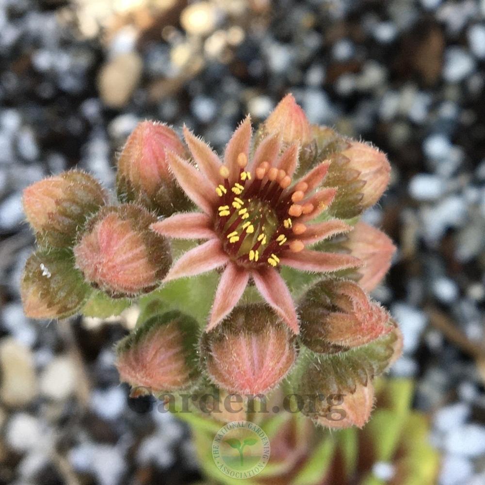 Photo of Hen and Chicks (Sempervivum 'Stuffed Olive') uploaded by BlueOddish